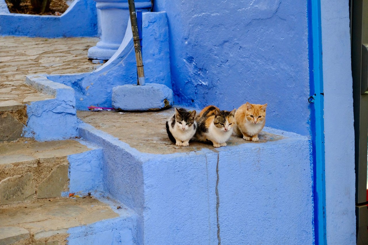 꿈에 고양이 3마리 6