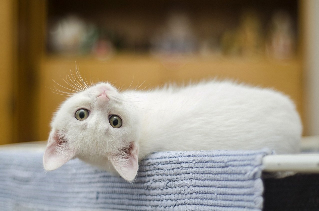 흰 고양이 태몽 성별 1