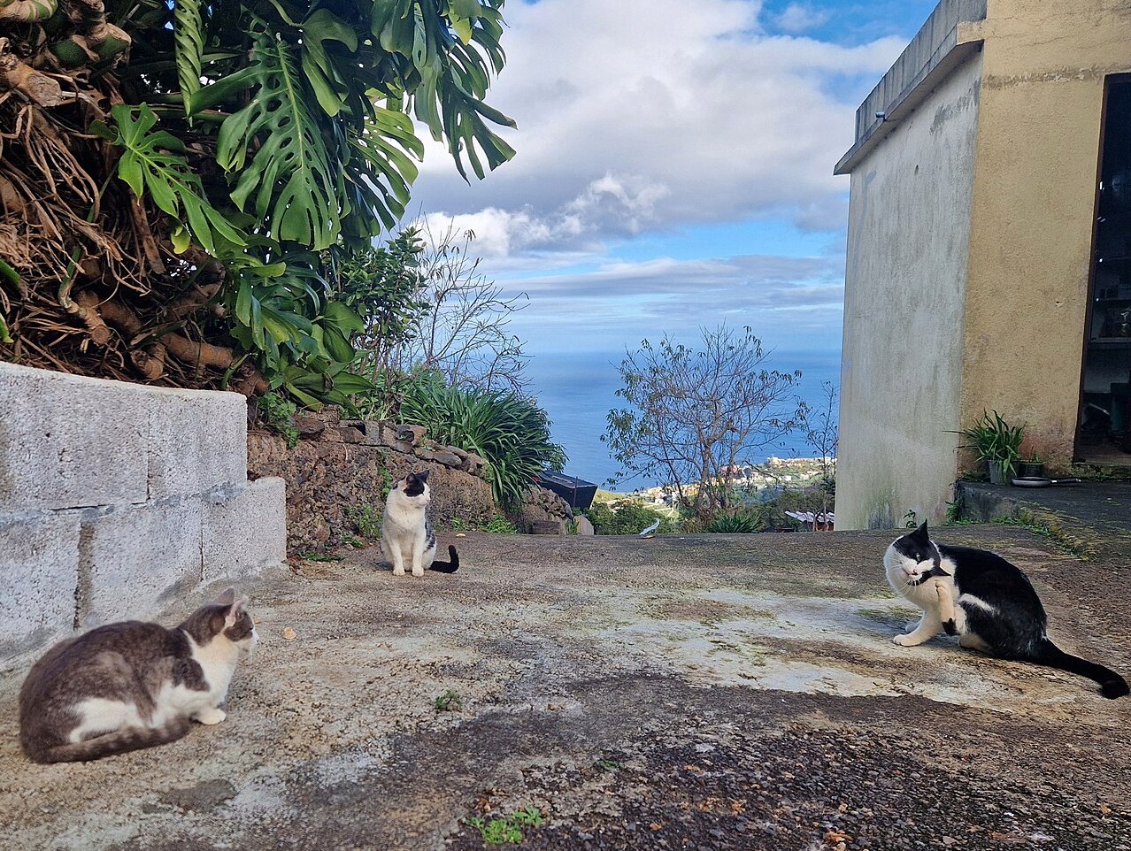 꿈에 고양이 3마리 4