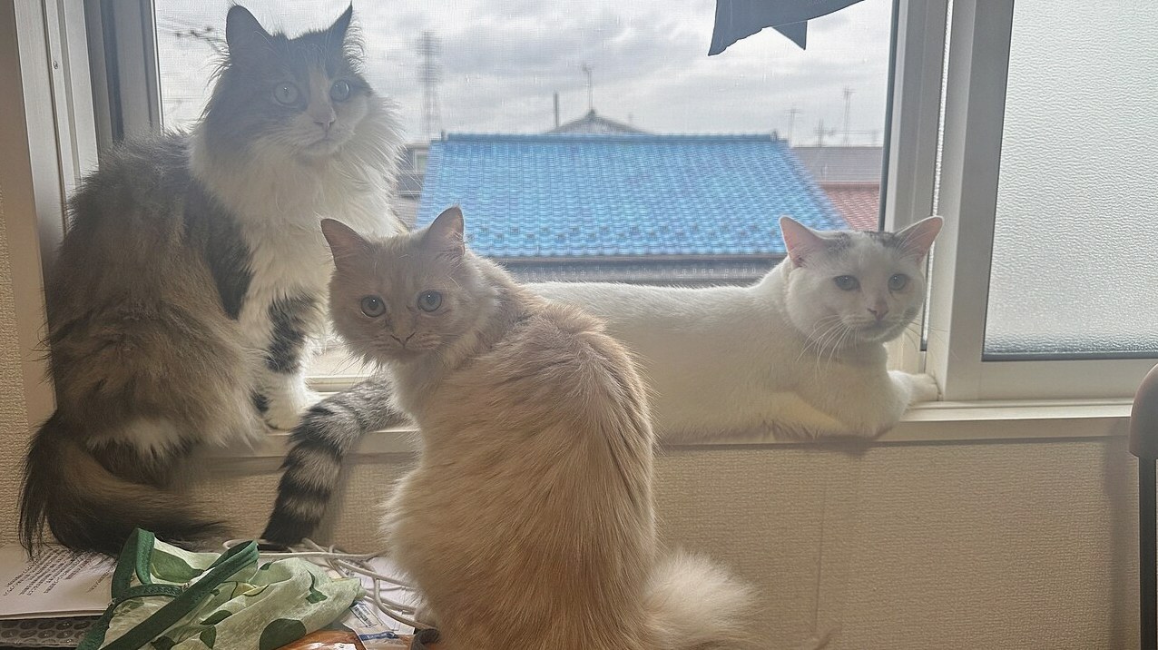 꿈에 고양이 3마리 1