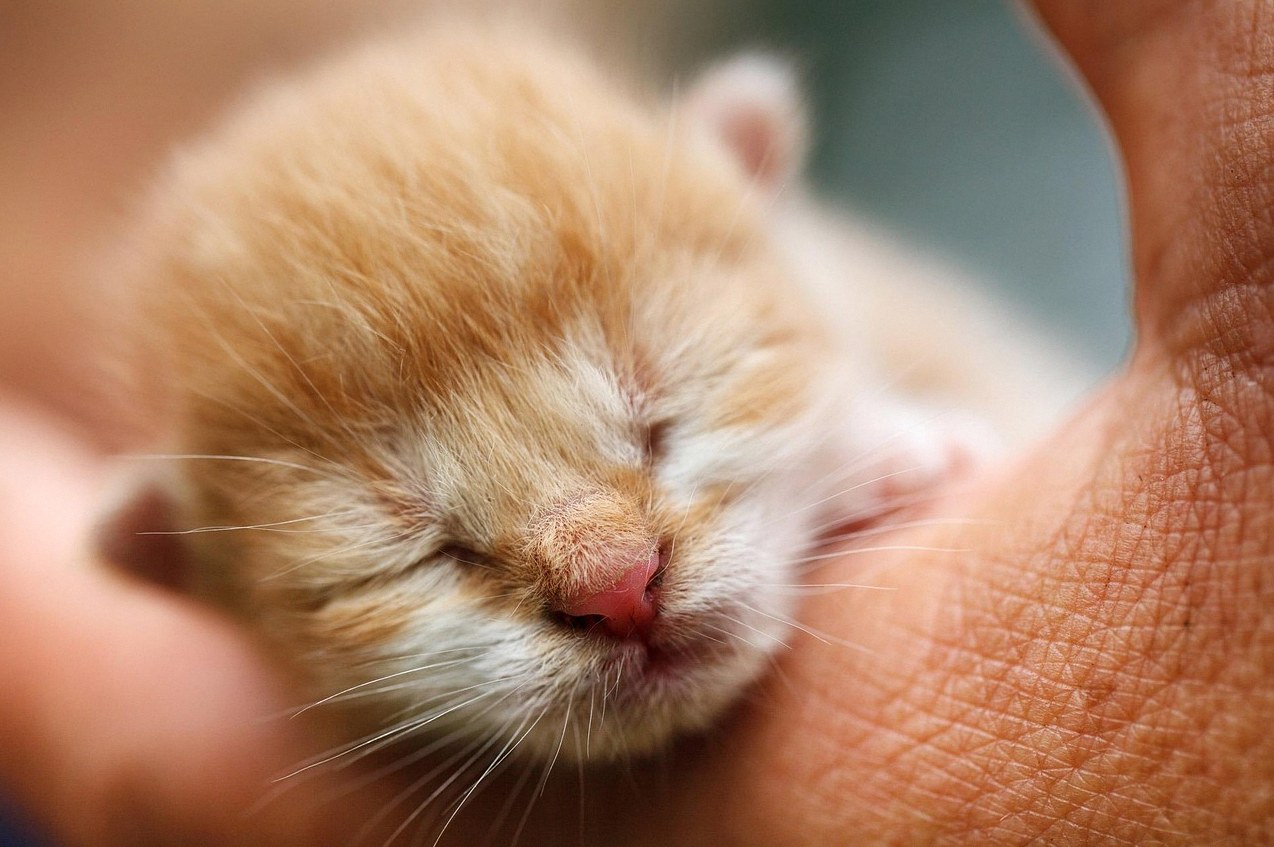 아기 고양이 줍는 꿈 3