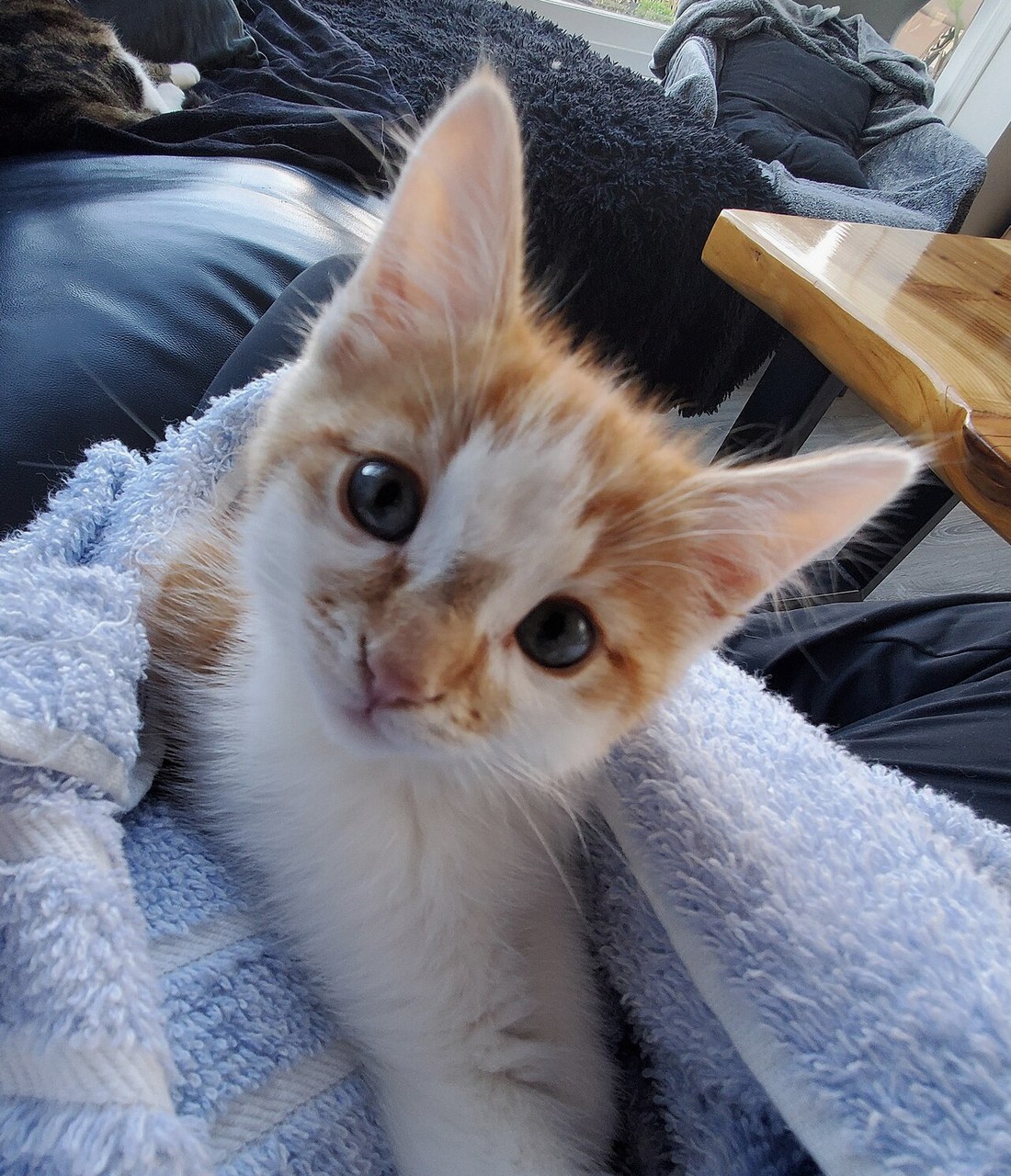 아기 고양이 줍는 꿈 2