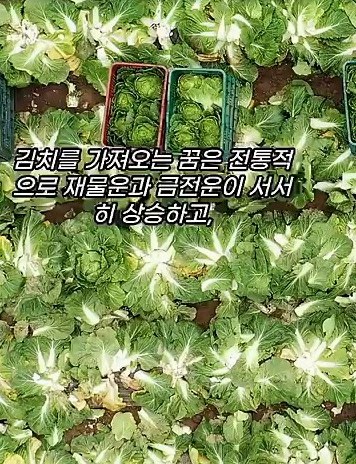 김치사는 꿈해몽 2