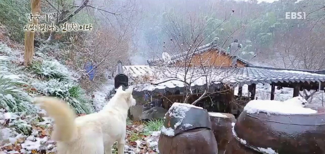 하얀 강아지 꿈 태몽 성별 4