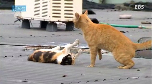 고양이 똥 밟는 꿈 1