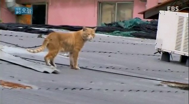 고양이 똥 밟는 꿈 2