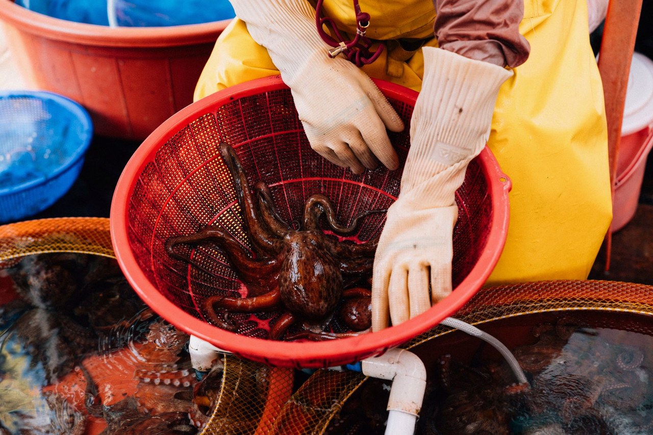 산낙지 잡는 꿈 4