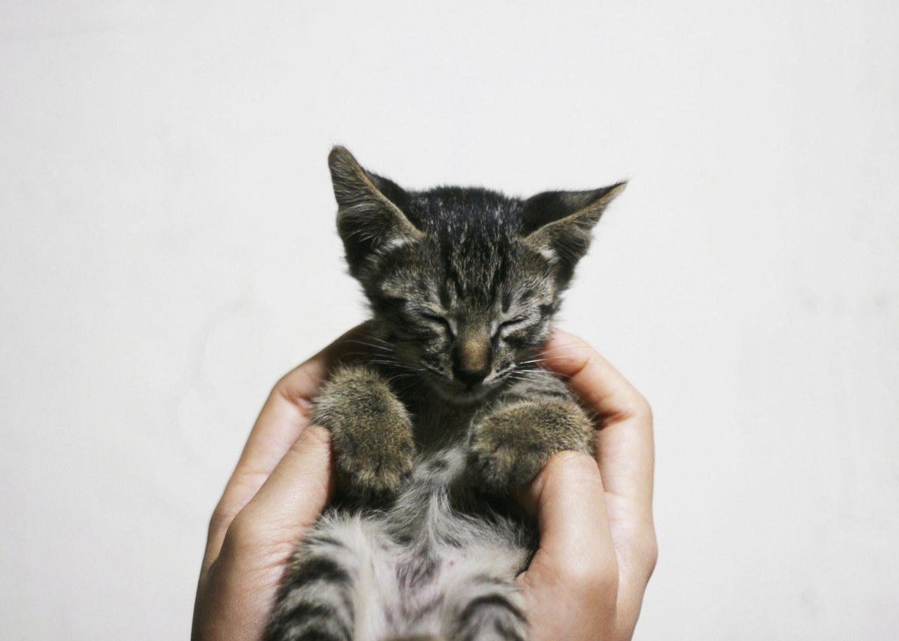 새끼 고양이 태몽 성별 1