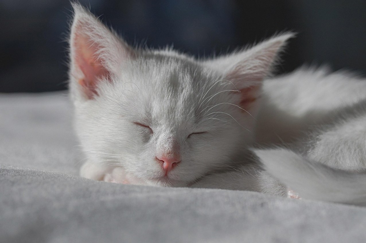 새끼 고양이 태몽 성별 5