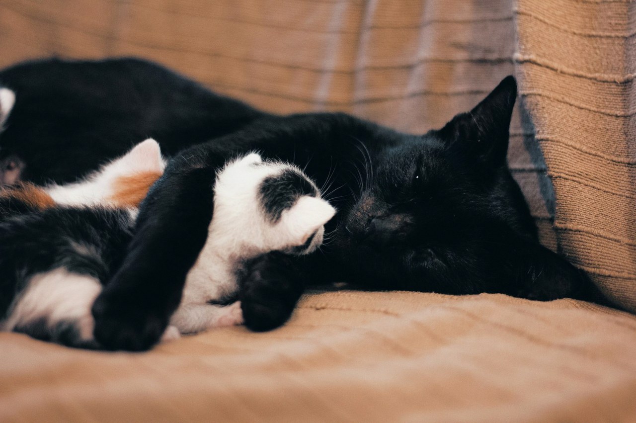 고양이 새끼 낳는 꿈해몽 2