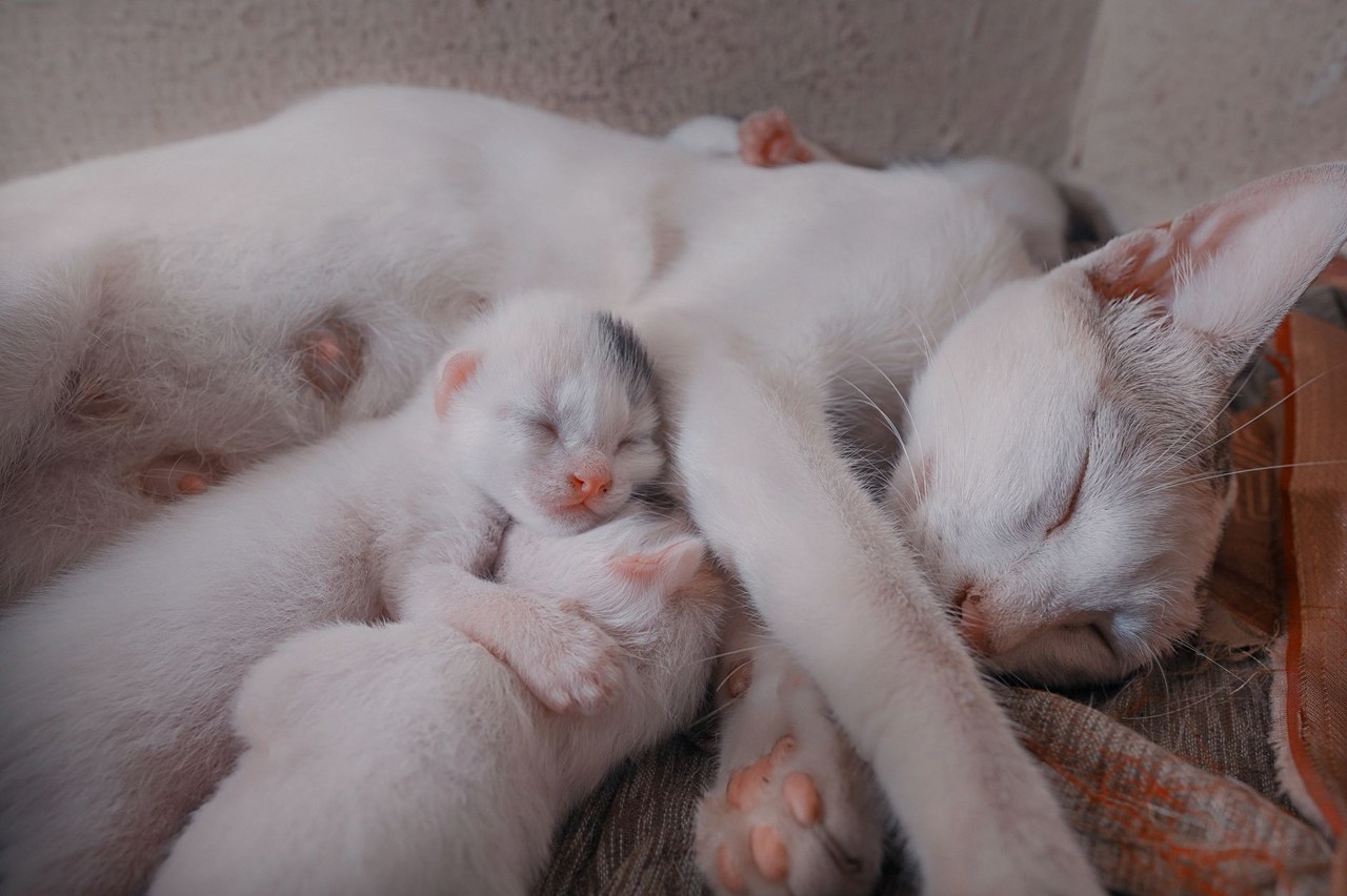 고양이 새끼 낳는 꿈해몽 3