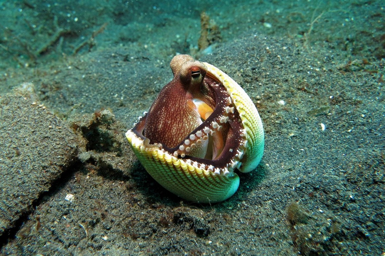 문어 태몽 성별 2