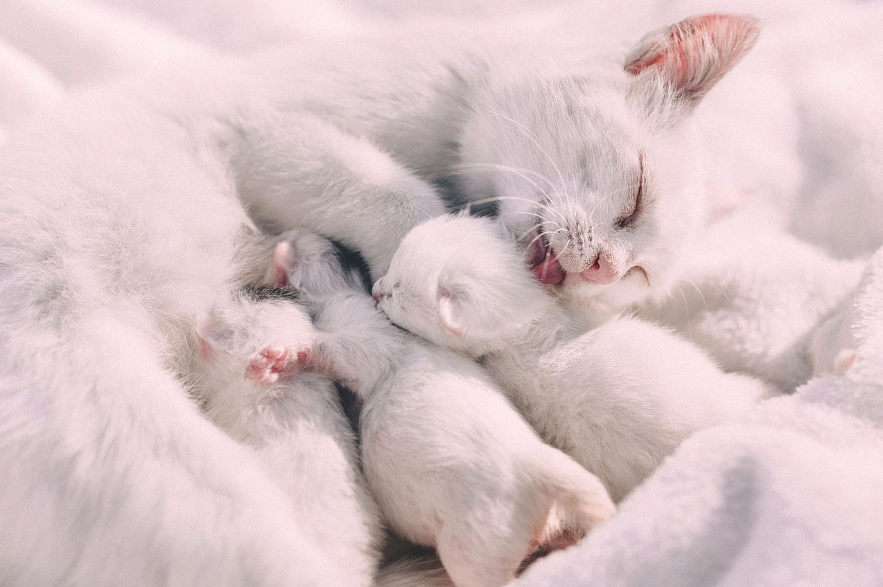 고양이 새끼 낳는 꿈해몽 1